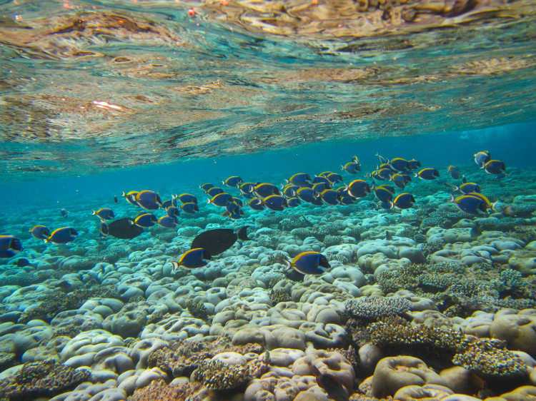 毛里求斯惬意之旅,毛里求斯旅行体验