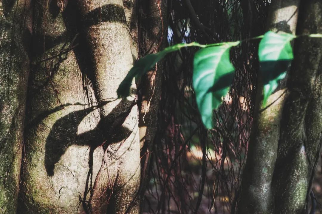 静谧角落香云纱,静谧角落视频