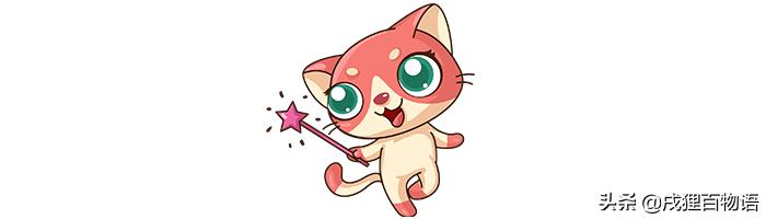 猫咪屁屁老是有稀便便是怎么回事,如何从猫咪便便判断是否生病