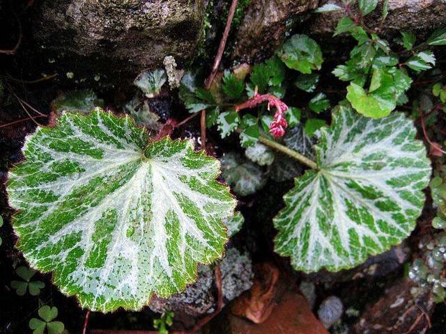 四季都开花的虎耳草盆栽,开花虎耳草养殖方法