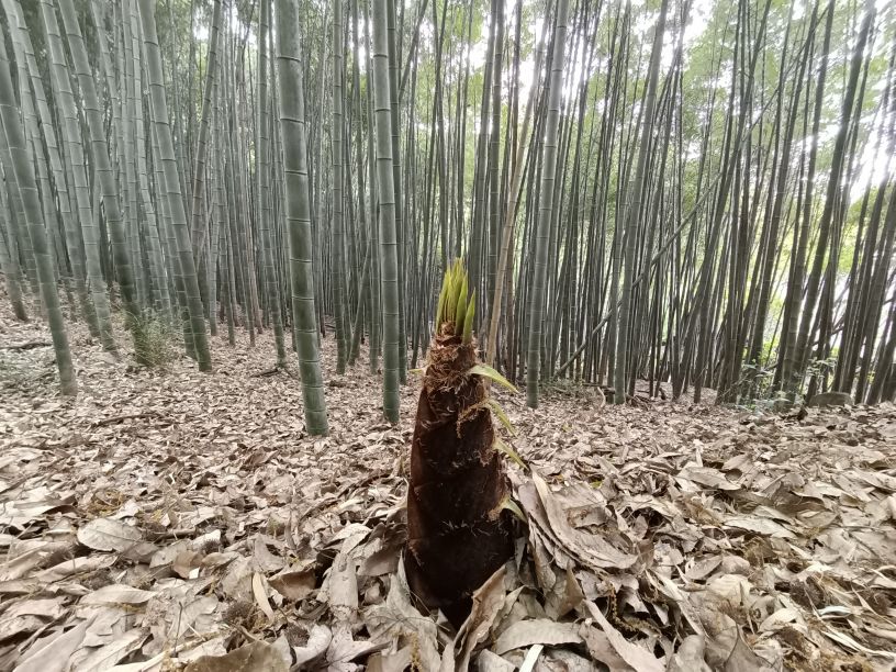 苏州第一高峰穹窿山,苏州最高的山穹窿在哪里