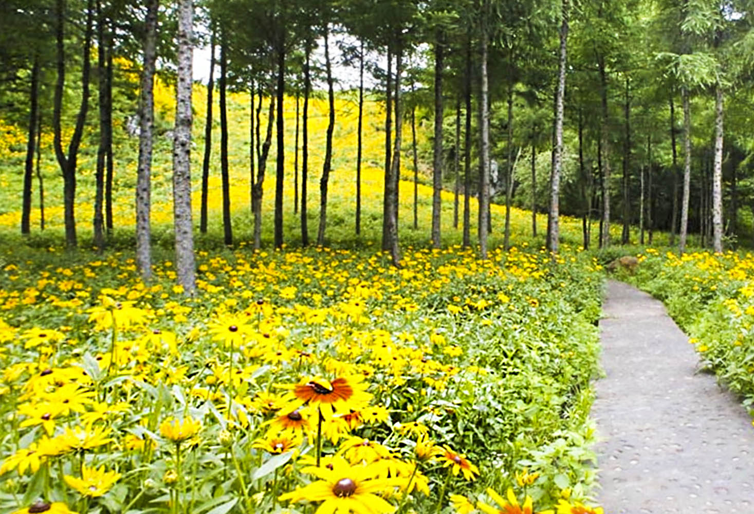 野菊花漫山遍野都是金黄色,黄金菊哪个地方最正宗