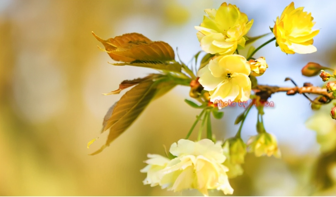 还记得13年前的樱花吗,以前的樱花对比现在的樱花
