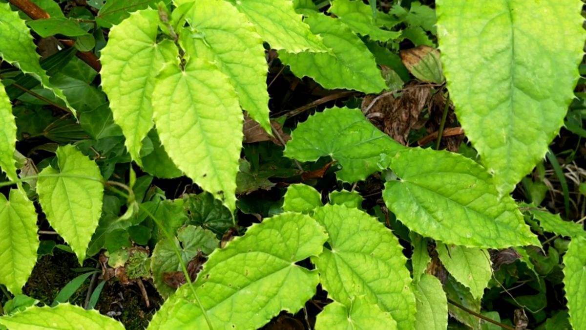 野生淫羊藿长得啥样图片,野草淫羊藿图片