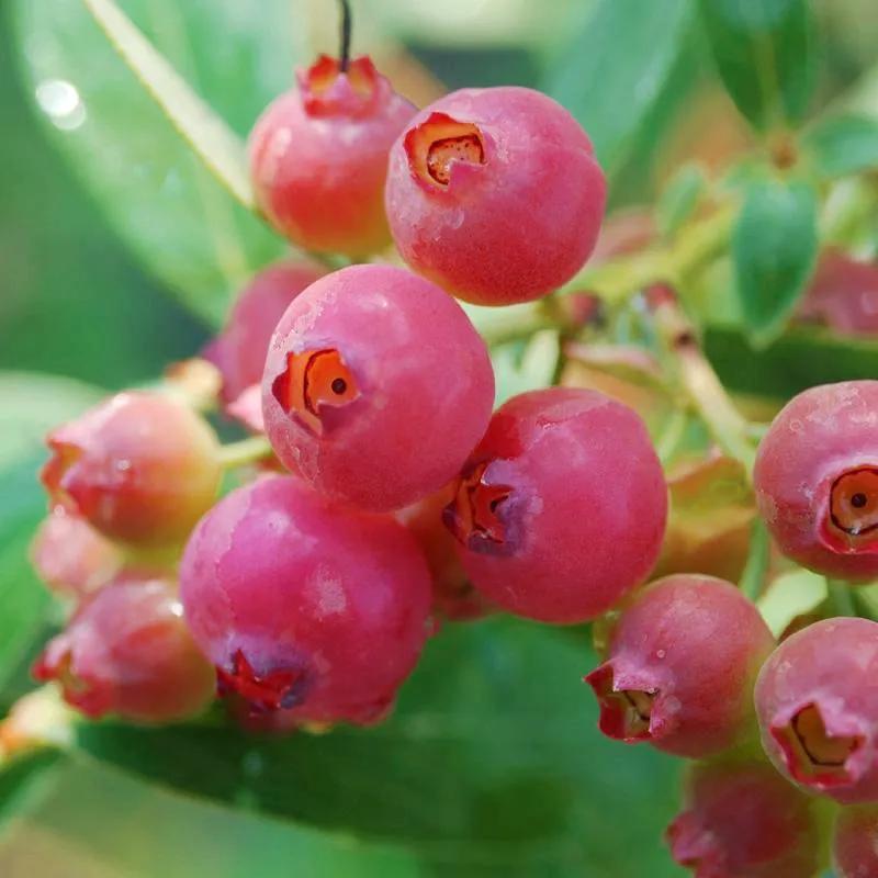 这43个来自世界各地的新品种，快来看看有没有你的菜