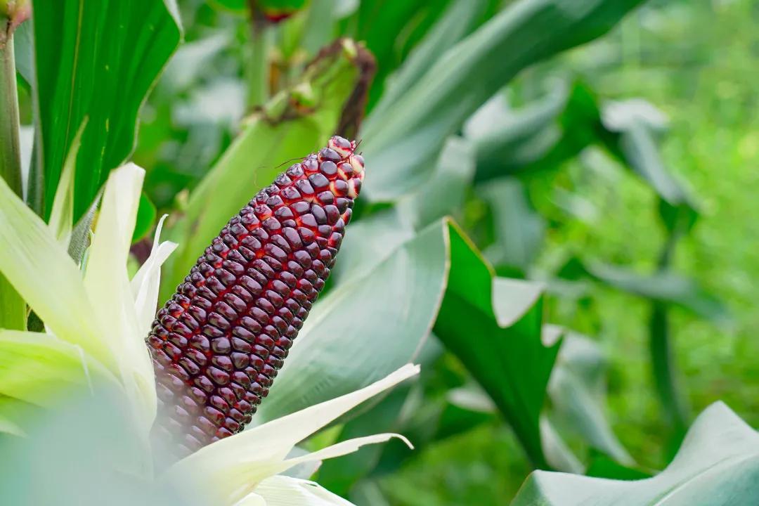 高甜来袭浙农林,高甜来袭国产