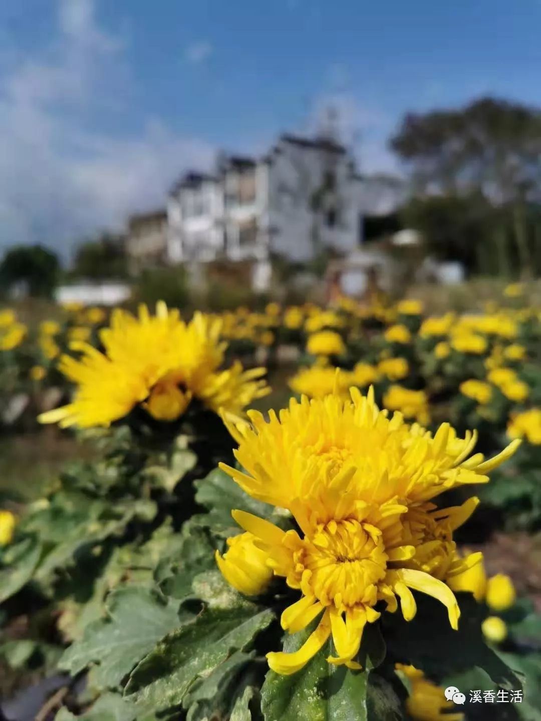 西溪南古村落惬意慢生活,徽州西溪南生活