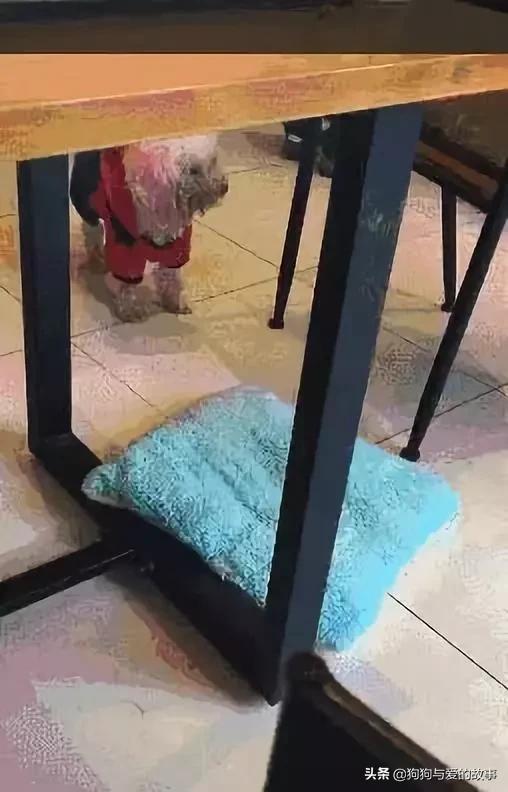 狗得了重病主人哭了,可怜的狗去世