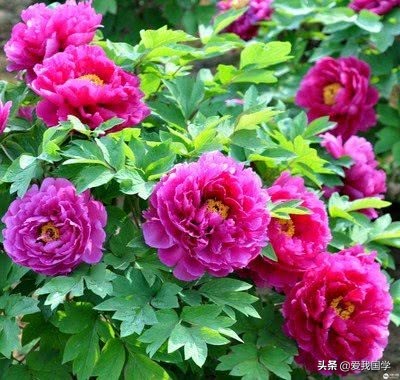 咏牡丹的经典诗词,历代牡丹诗