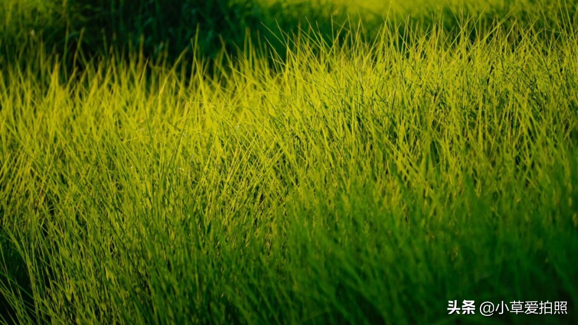 威海羊亭公园有什么好玩的,威海羊亭湿地公园四季美景