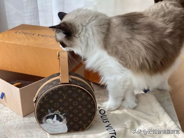 好看又大的宠物包,超好看的宠物包