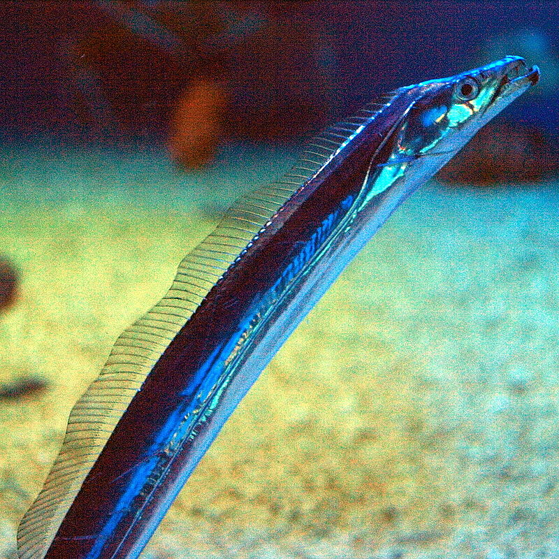 为过收费站,浙江一司机生吃带鱼证新鲜,带鱼真的一出水就死?