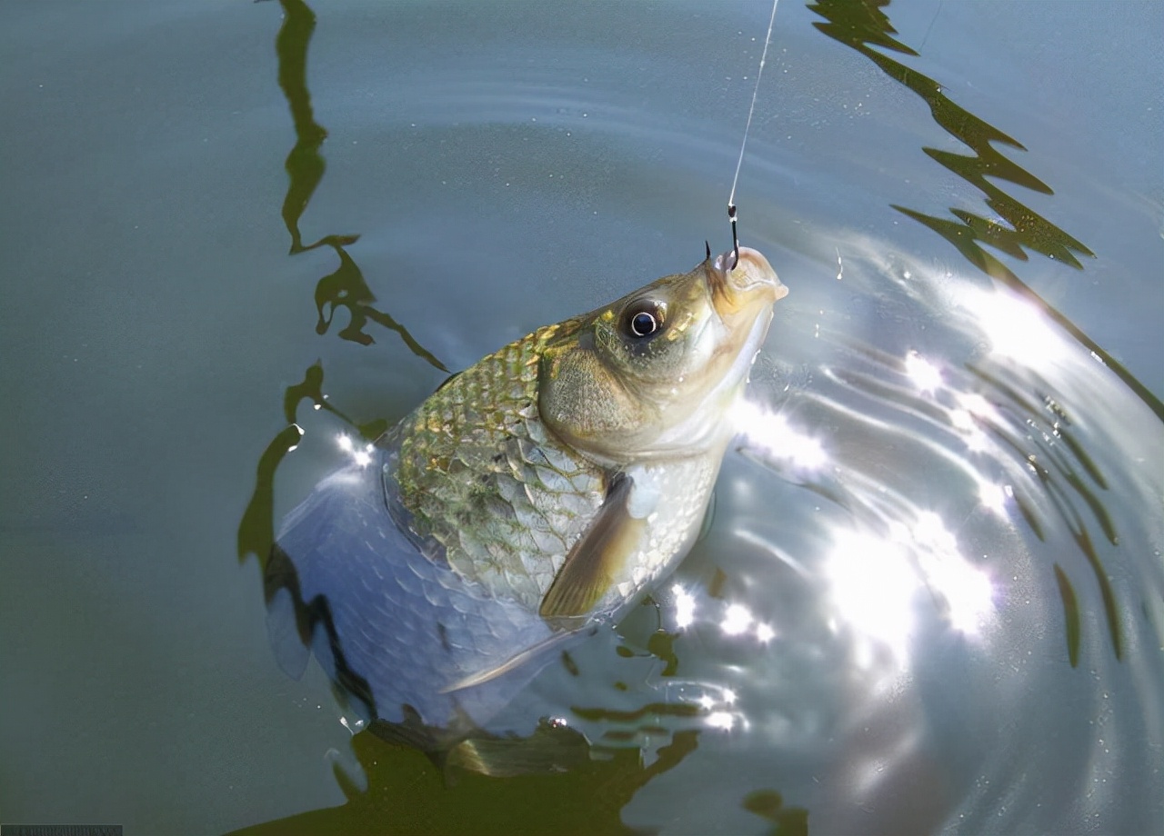 野钓鲫鱼绝密技巧大全,野钓钓鲫鱼技巧详解全攻略