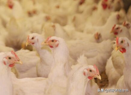秋末冬初话“流感”，养鸡人进来一起学习吧，受益终身