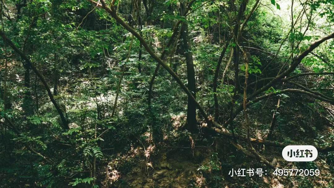 昆明避暑冷惨了外省人,昆明过冬真实感受