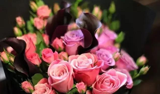 99棵月季,最值得入手的玫瑰月季