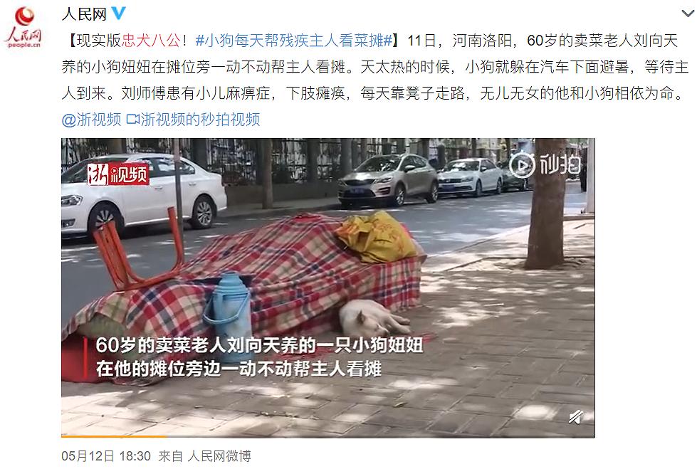 大学生杀死流浪猫,大学生杀流浪猫