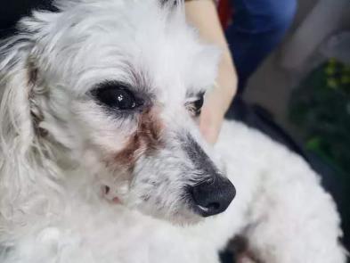 狗狗泪痕怎么去除最快最有效,狗狗去泪痕最有效最快的办法