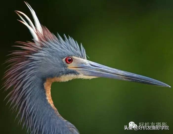 慢速拍鸟的技巧,90d拍鸟技巧