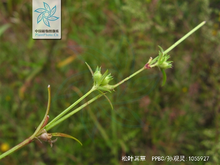 鹩哥如何剪舌,中药鹦哥嘴