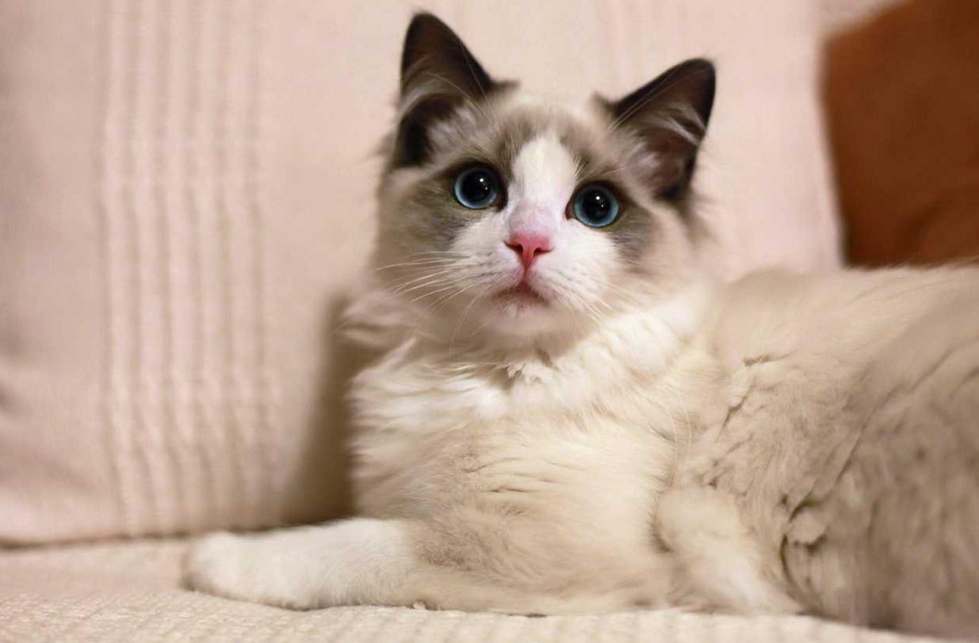 仙女布偶猫一般多少钱一只,布偶猫养的人多吗