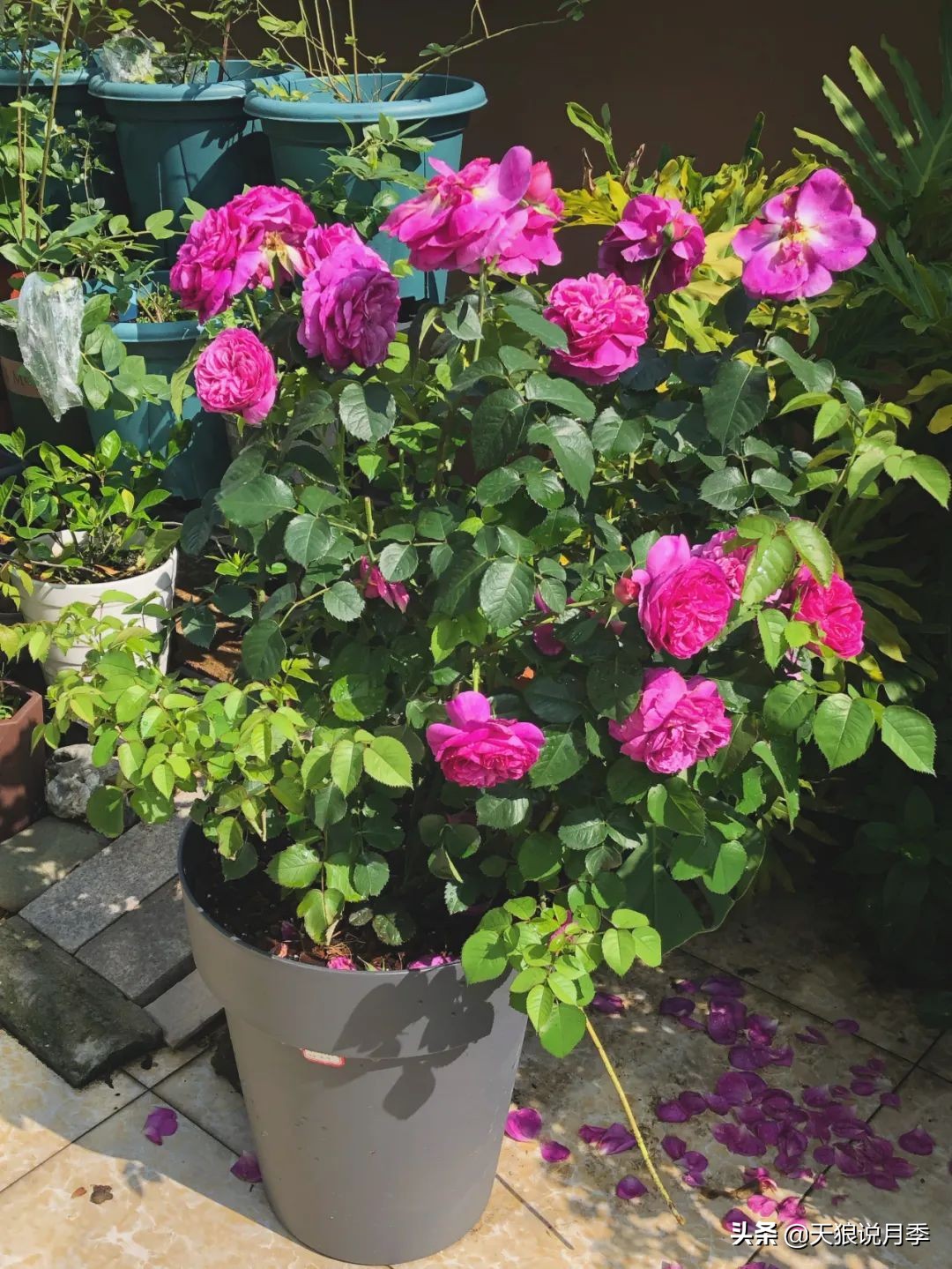 2022年天狼月季新品,月季天狼新品曝光