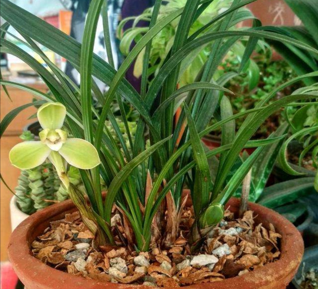 兰花用兰花专用土怎么养护,新手养兰花需要什么植料能养活