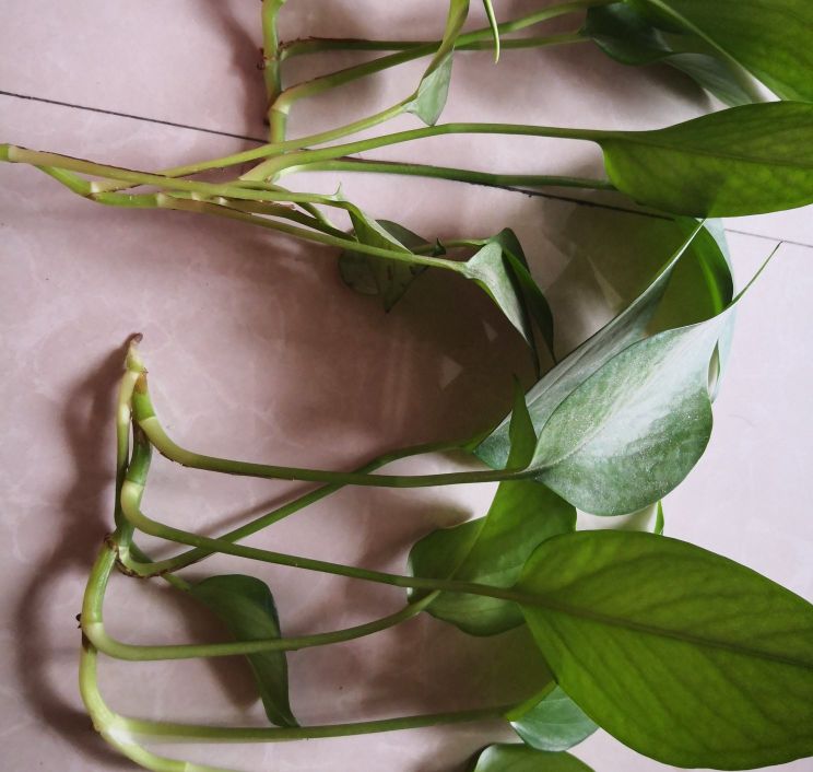 绿萝水培插扦方法,绿萝扦插的正确方法