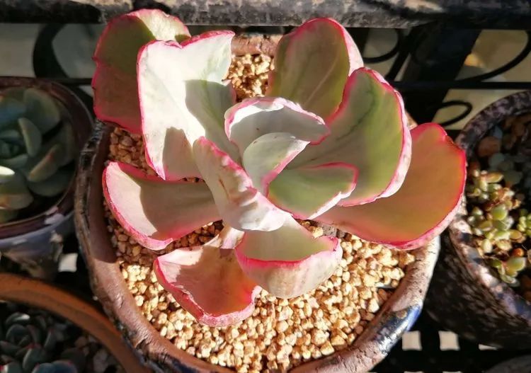 人生就像养多肉一样,人生如同养多肉时间不会怠慢