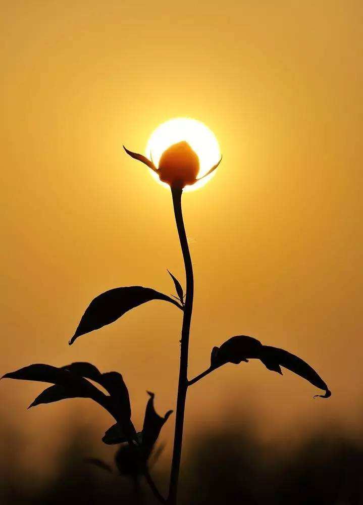 糖尿病治疗新方法:清除“僵尸”细胞