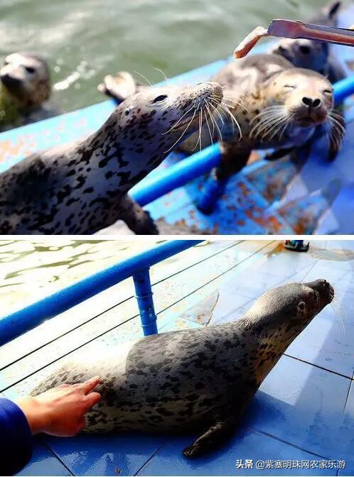 山东高级旅行社游玩攻略,长岛渤海长通旅运有限公司