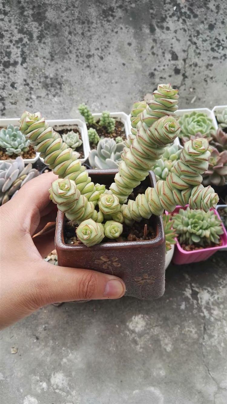 多肉植物烂肉怎样处理,预防多肉根部腐烂的方法