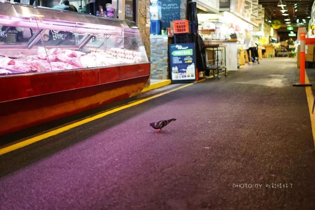 去澳洲千万不要做的事情,去澳洲一定要买的东西