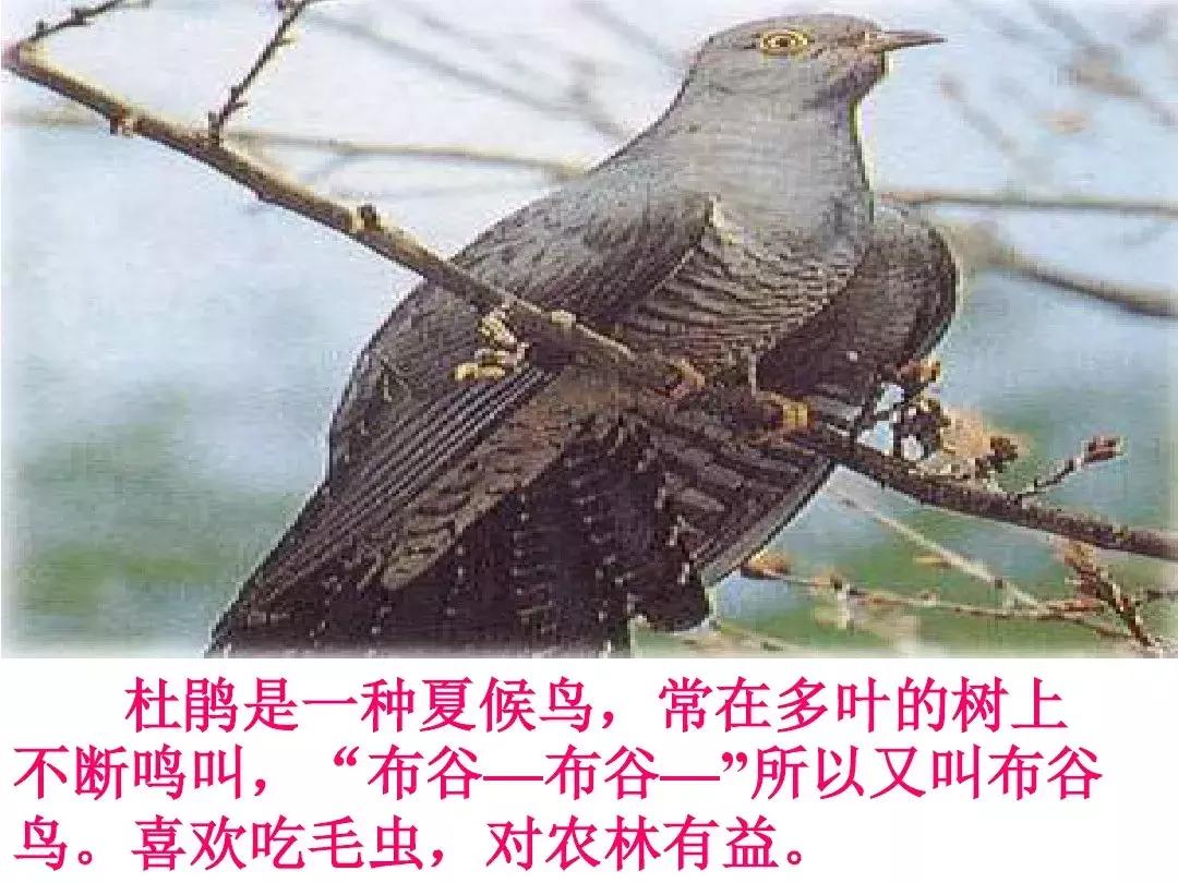 一年级下册语文19课棉花姑娘,一年级棉花姑娘课文笔记