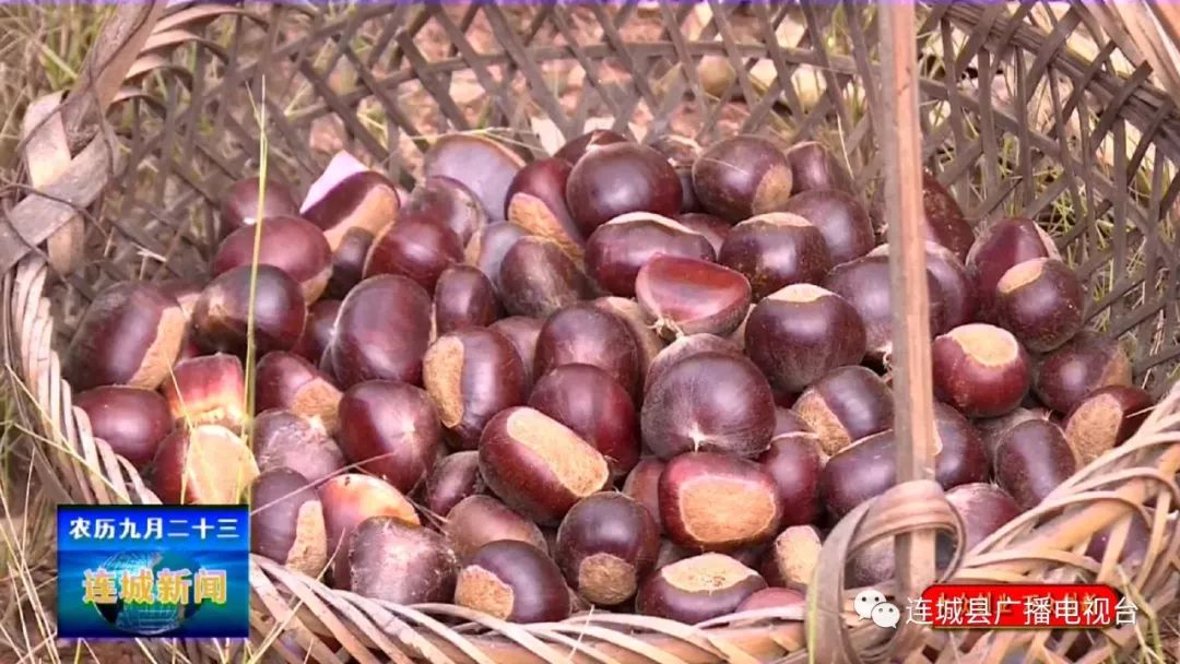 连城助农,连城山里芭蕉芋成村民致富新产业