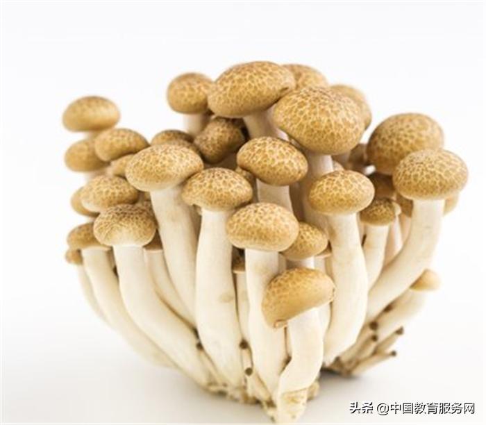 什么菇不能吃,菇不能和什么一起吃