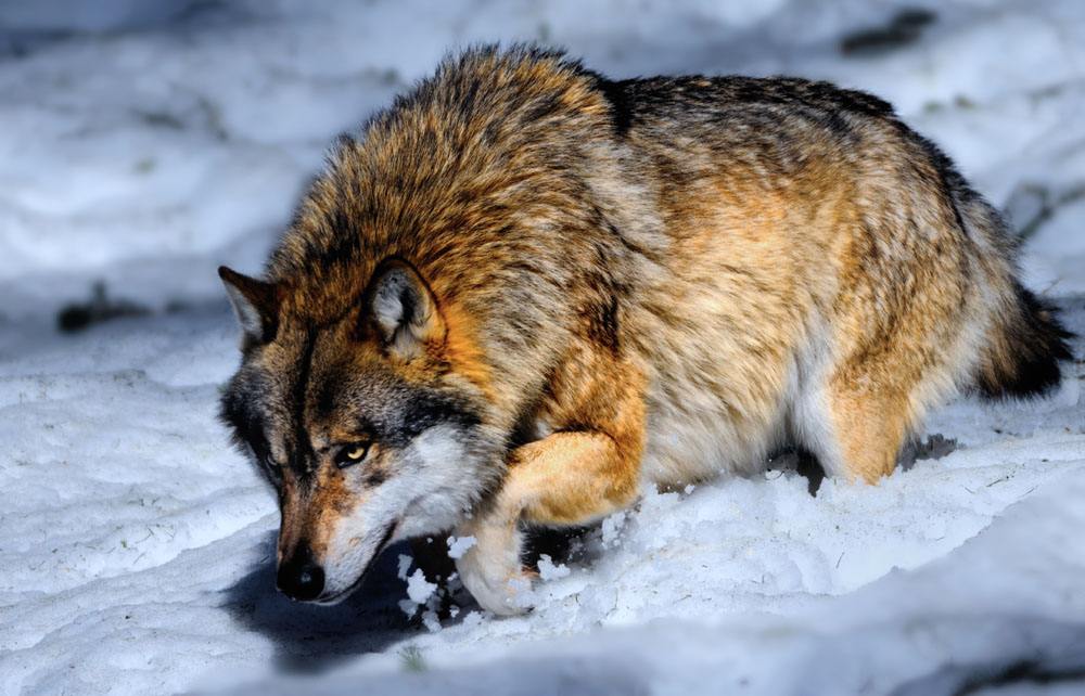 阿尔卑斯山出现一只羚羊,阿尔卑斯山三角峰