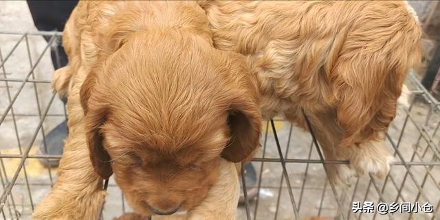 开封狗品种大全,开封狗市是中国最大的吗