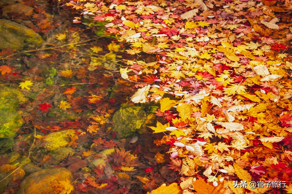 中华枫叶之路自驾游攻略,中华枫叶大道自驾游路线