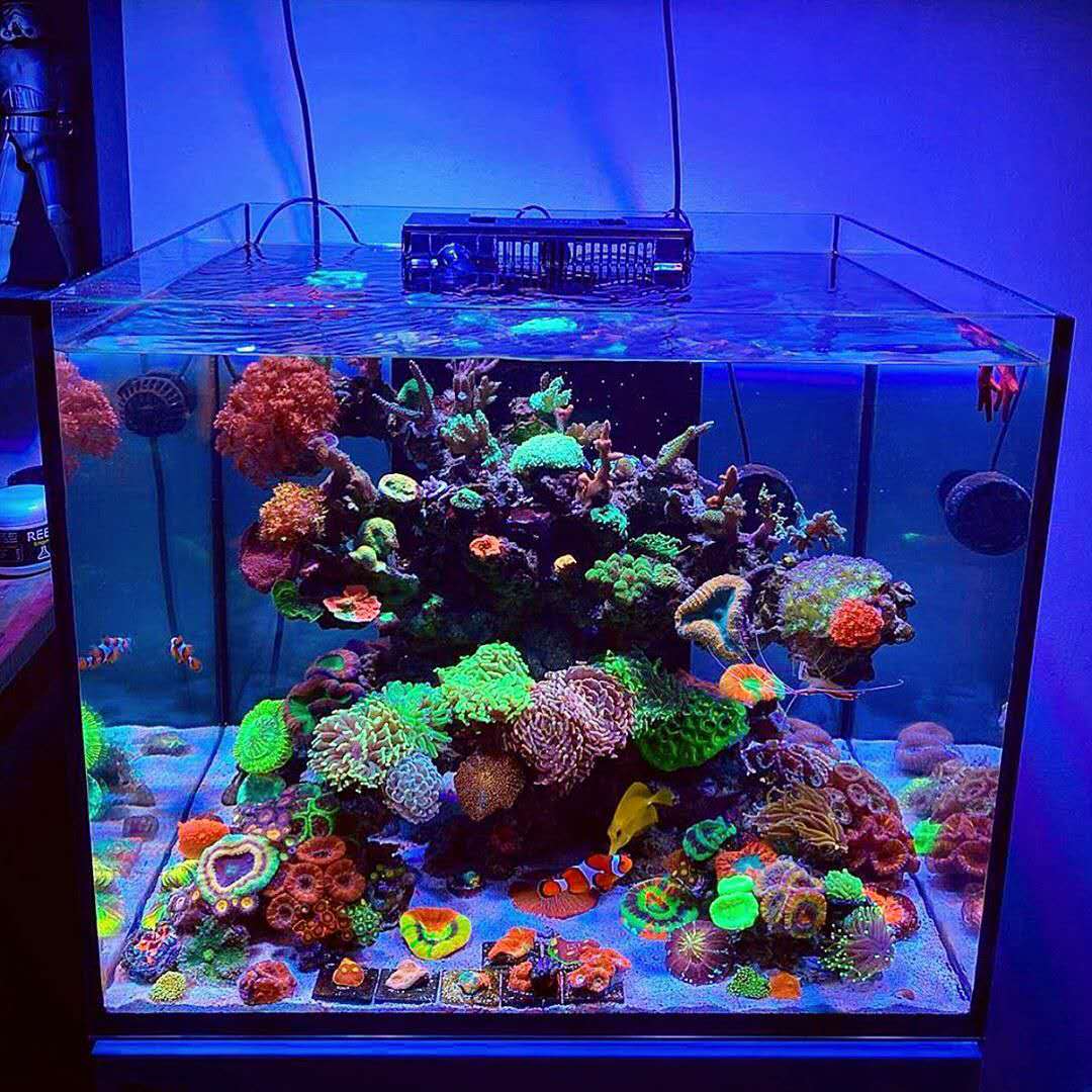 玩海缸从零开始,玩海缸最重要的是什么