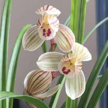 莲瓣兰荷之冠发芽率高吗,莲瓣兰荷之冠组培苗能养活吗