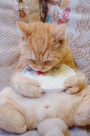 猫咪发情了怎么办?做好这几点,你也是个专业的铲屎官