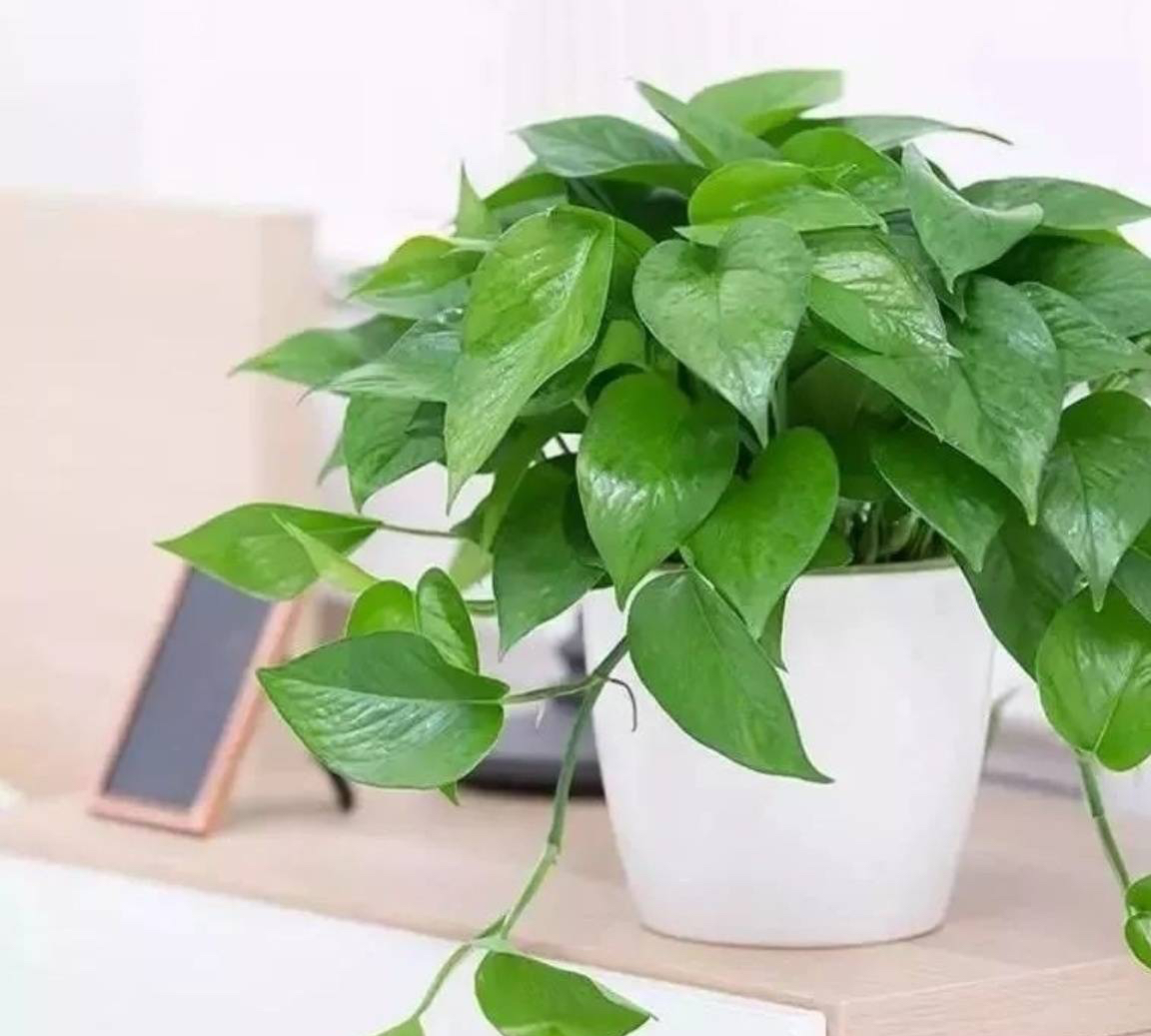 什么花适合室内养不需要阳光,阴冷的花