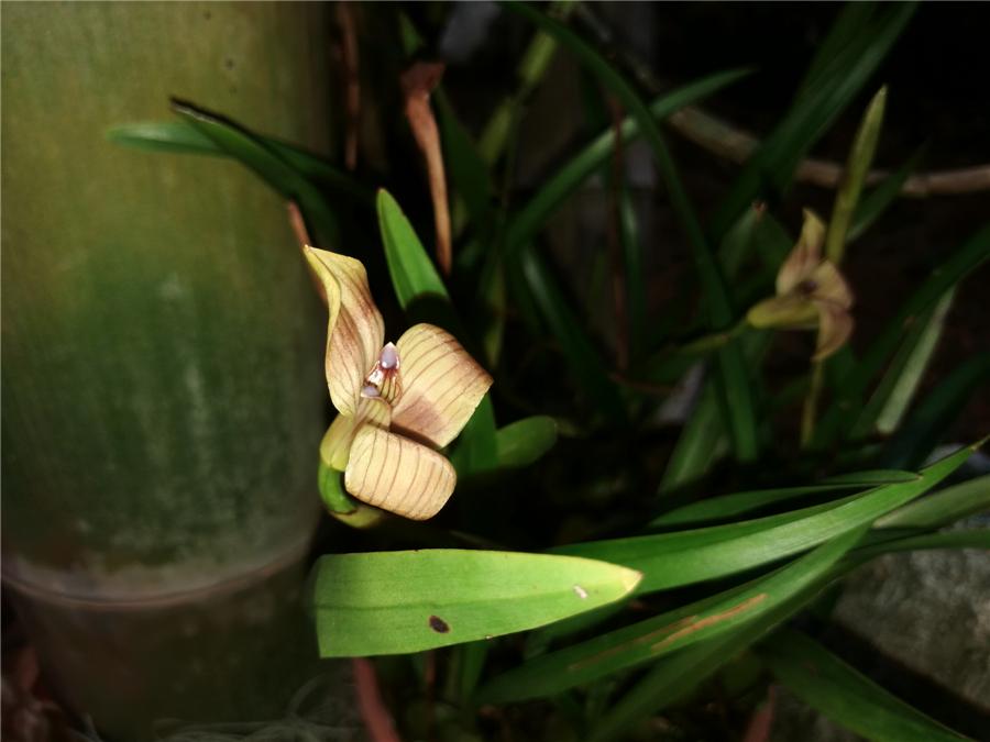 带你认识一下几种兰花的名字,最好的十大名贵兰花