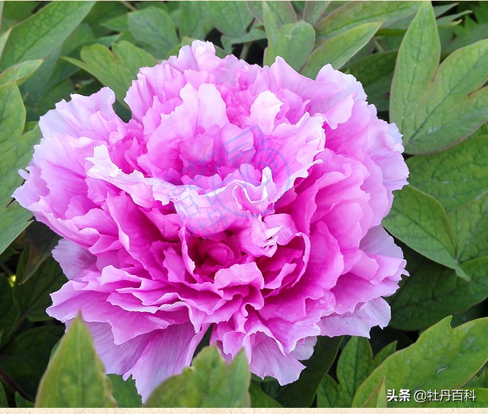 粉色牡丹什么品种好养,西南牡丹太平红