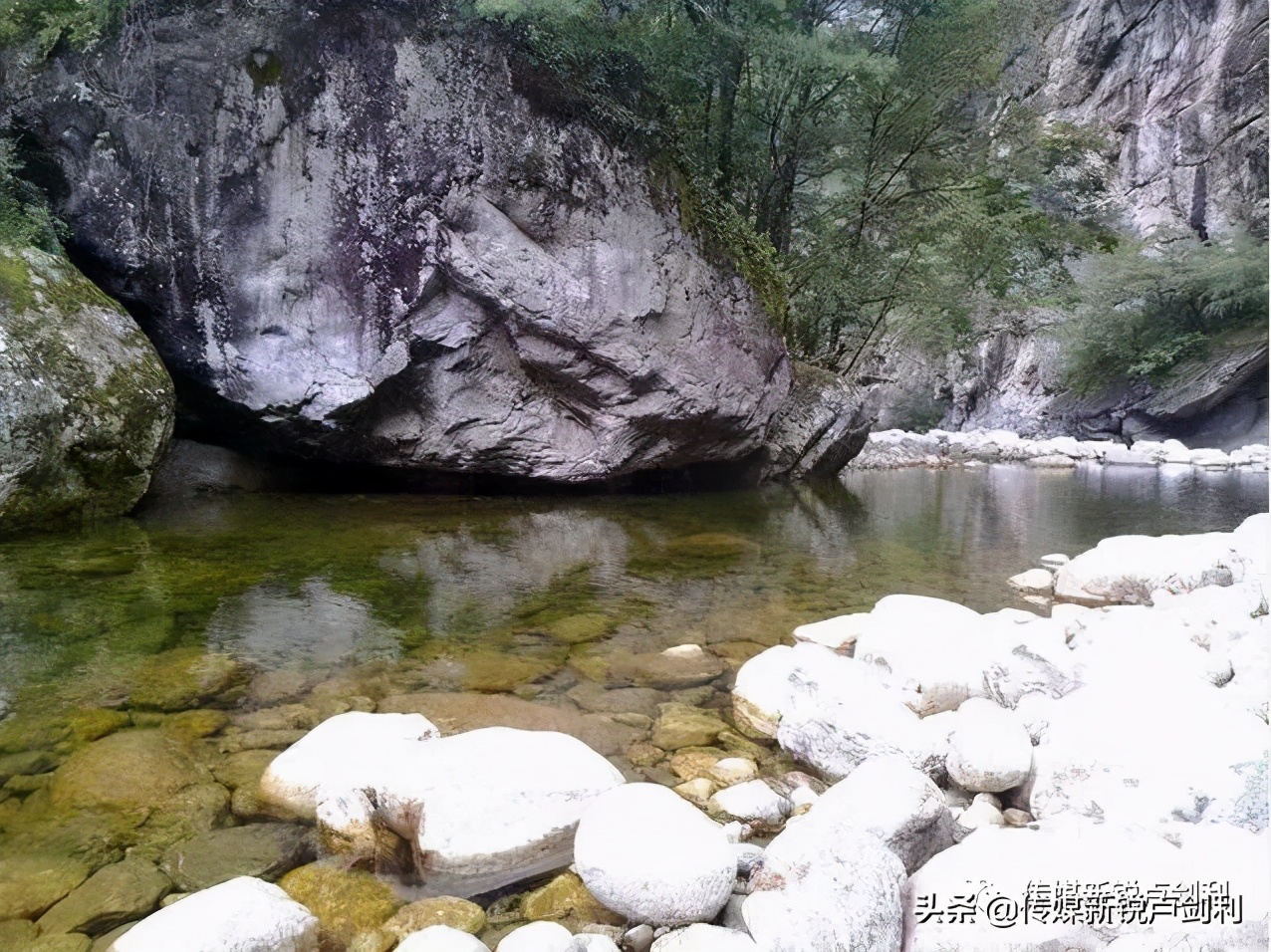 秦岭细鳞鲑科普,秦岭细鳞鲑百科介绍
