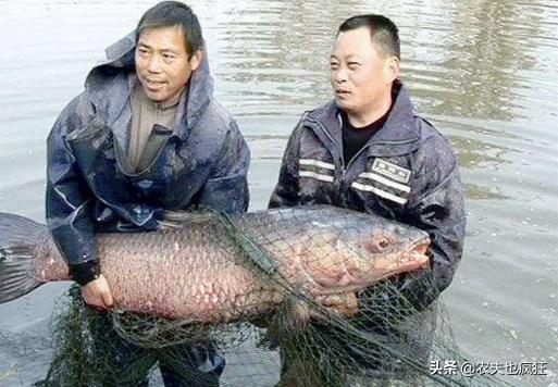 四大家鱼中的青鱼是食肉动物,为何渔民将它称为“秀才青鱼”?