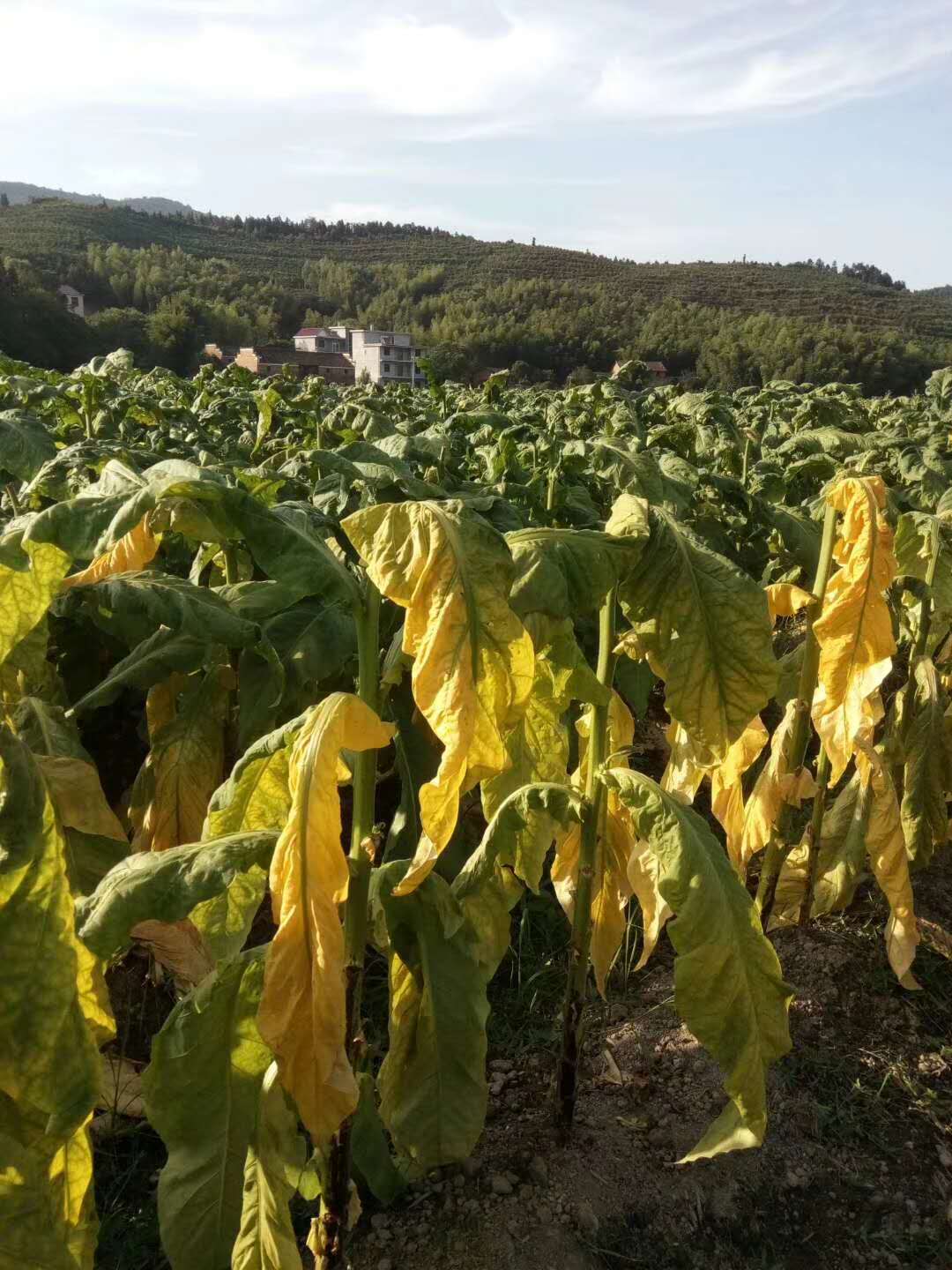 戒烟从少吸到不吸烟对身体更好,戒烟不再吸烟的危害