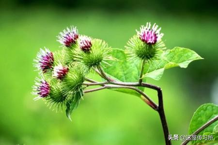 中华茶文化使者,中华文化中的使者