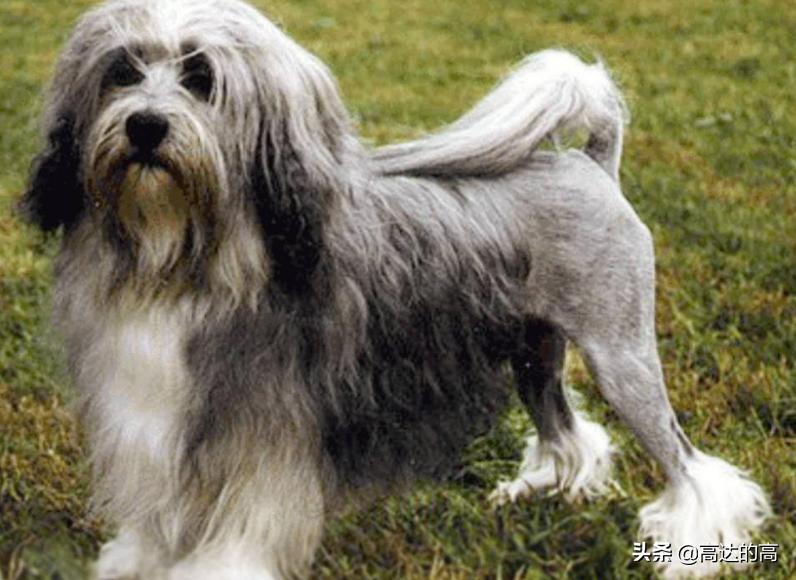 世上最贵的十种犬排行,狗中最贵的犬